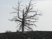 DSCN3774