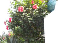 DSCN3864
